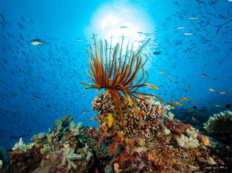 The 10 Best Diving Sites in the World