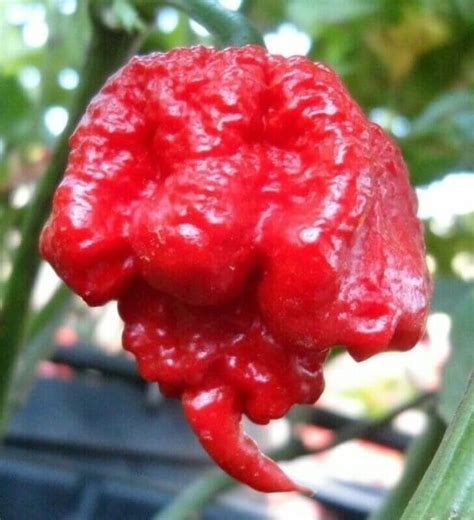 Carolina Reaper Seeds for sale online