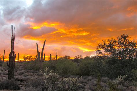 Saguaro Sunset Photo Print