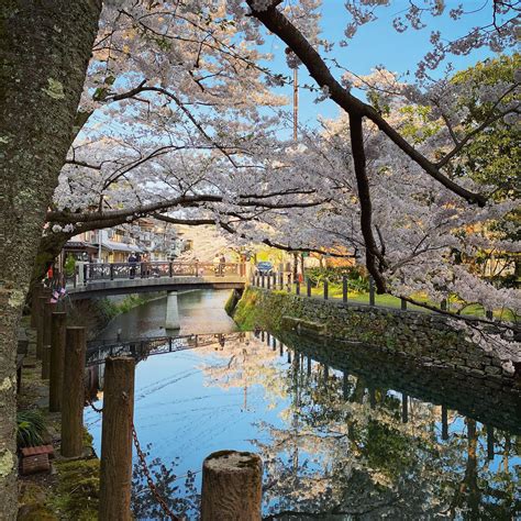 Cherry Blossoms in Kinosaki Onsen - Out of Town Blog