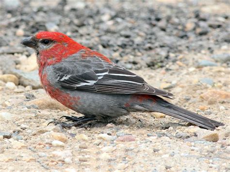 Pine Grosbeak | Celebrate Urban Birds