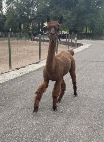 Cummins Alpaca Farm - Farm Tours