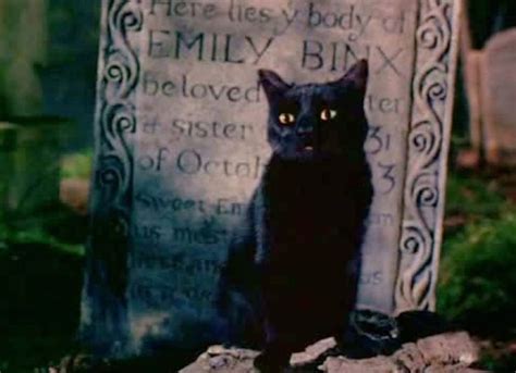 Pin by Spooky_one1031halloweenhoarder on Black Cats | Fluffy animals ...