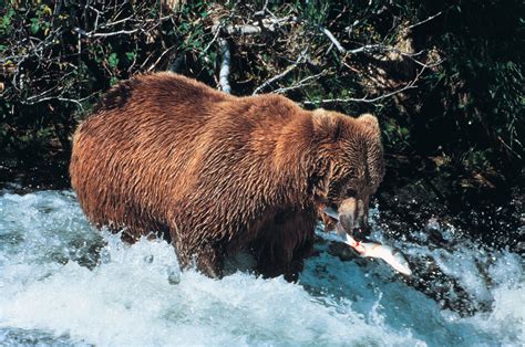 Brown Bear catching Salmon image - Free stock photo - Public Domain photo - CC0 Images