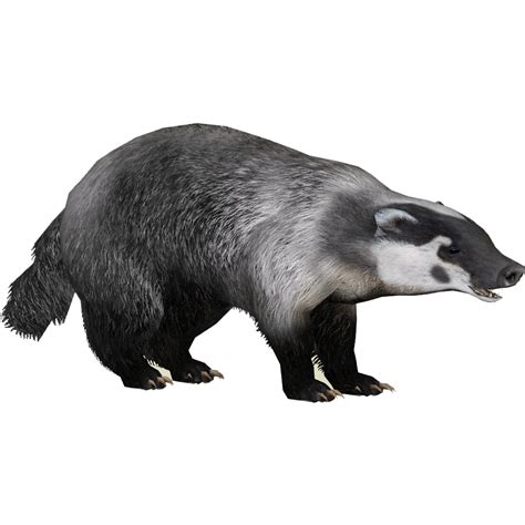 Badger PNG transparent image download, size: 961x961px