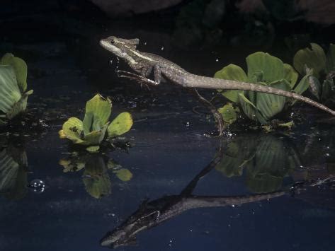 Basilisk Lizard, Basiliscus Basiliscus, Running on Water Photographic ...