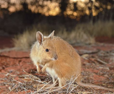 Disney Conservation Fund Helps Australian Wildlife Conservancy Reintroduce Locally Extinct ...