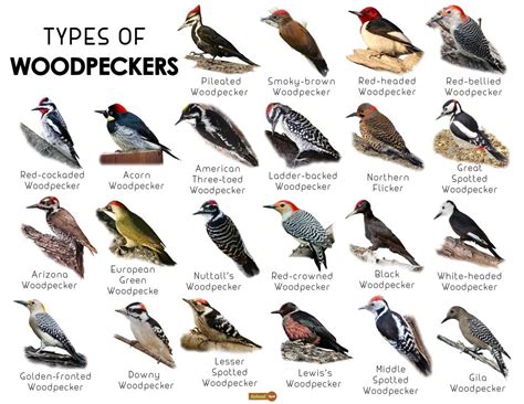 Woodpecker Facts, Types, Classification, Habitat, Diet, Adaptations | Backyard birds watching ...