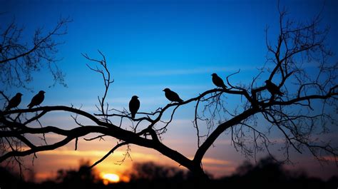 Birds Chirping at Night Spiritual Meaning: Discover the Mystery