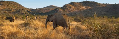 Visit The Pilanesberg National Park | Audley Travel