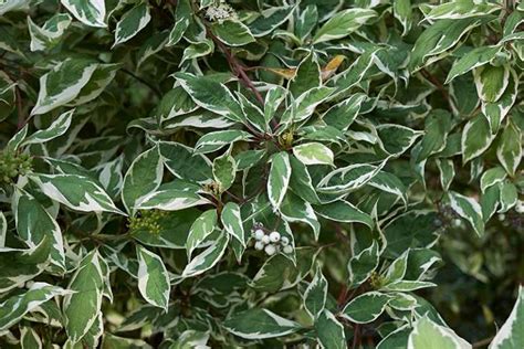 23 of the Best Variegated Shrubs for Your Landscape | Gardener’s Path