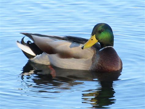 Swimming Duck Free Stock Photo - Public Domain Pictures