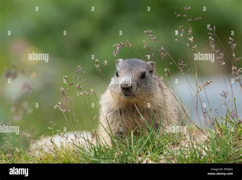 Baby Marmot Stock Photo - Alamy