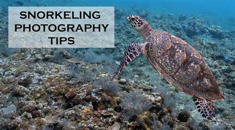 Snorkeling photography tips & tricks for better underwater images