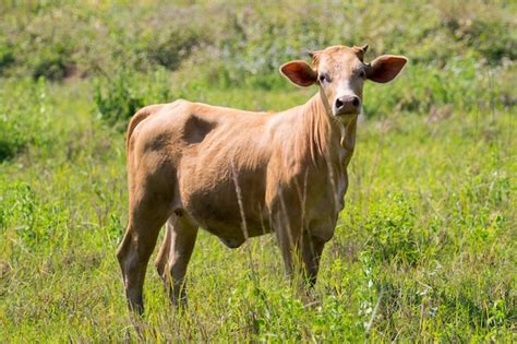 Premium Photo | Brown cow. farm animam.