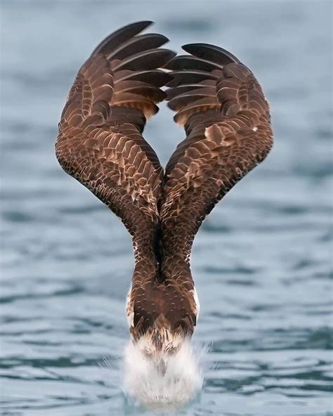 Photographer Captures Incredible Shots Of Osprey in Mid-Hunt Dive