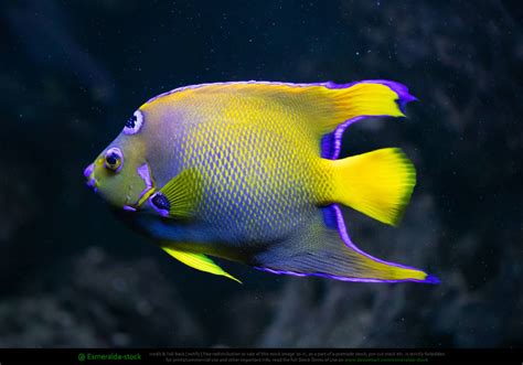 Queen Angelfish 1 by Esmeralda-stock on DeviantArt