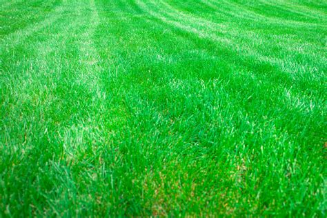 5 Types of Drought-tolerant Grasses for Your Lawn