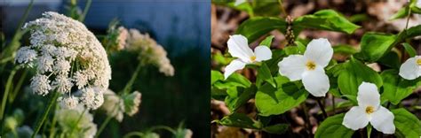 17 Types of WHITE Wildflowers in South Carolina! (2024) - Bird Watching HQ