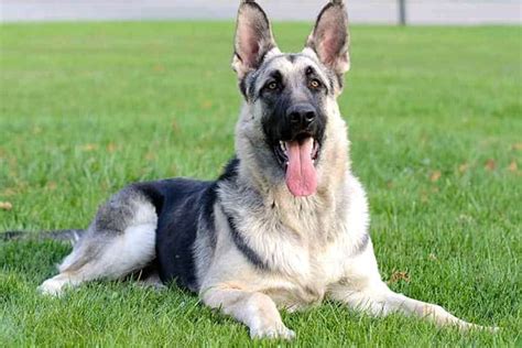 Black And White German Shepherd Mix Puppies