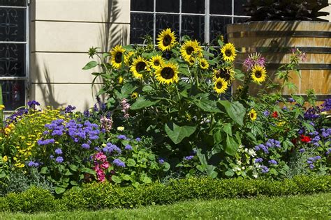 How to Grow Sunflowers | Bouqs Blog