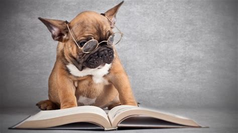 On Writing a Book For Dog People ‹ Literary Hub