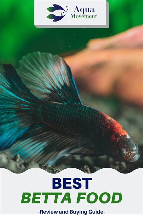 the best betta food review and buying guide