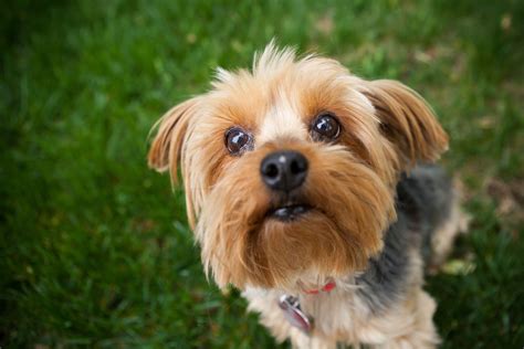 As mil faces de Marcela: Anjos de Quatro Patas: Yorkshire Terrier