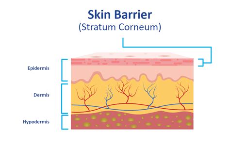 Skin Barrier - Function And Structure | QV Indonesia