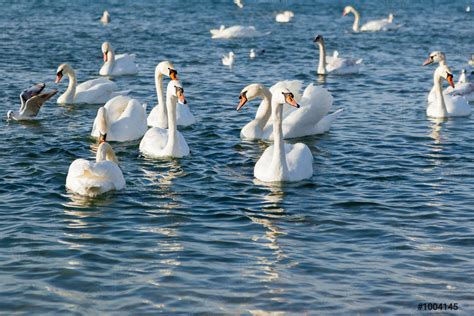 A group of beautiful white swans swim on the ice - stock photo 1004145 | Crushpixel