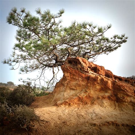 Wind and Salt Air Shape the Torrey Pines like Giant Bonsai