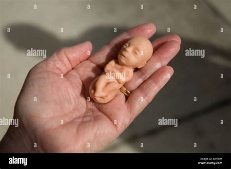 12 weeks fetus hi-res stock photography and images - Alamy