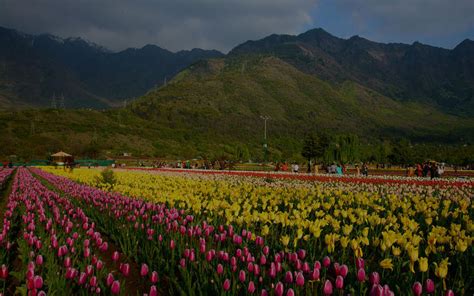 Tulip Garden in Kashmir : Fall in love, Yash Chopra Style | MakeMyTrip Blog