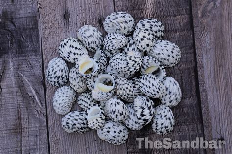 Nerite Shells Nerita Textilis White & Black Snail Shells | Etsy