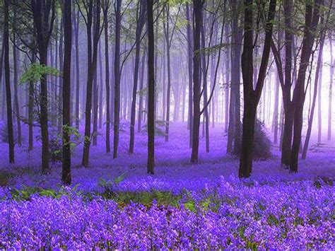 CGI Abstract Wood Fog Green Grass Wallpaper Beautiful World, Beautiful Flowers, Beautiful Places ...