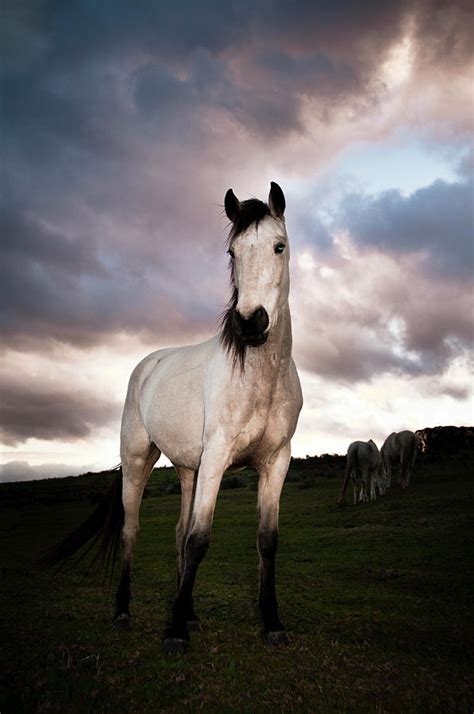 White Horse With Black Mane, Tail And by Andy Nixon