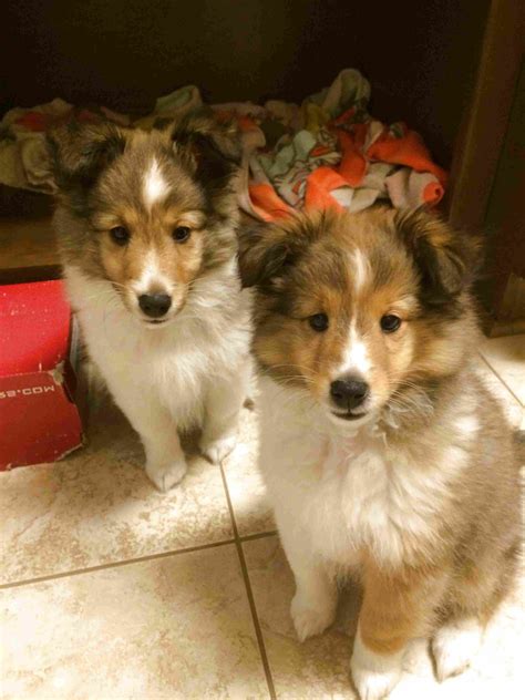 Sheltie Puppies for sale in UK | 60 used Sheltie Puppies