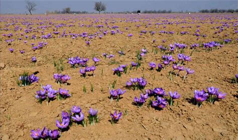 Kashmir’s world-famous saffron cultivation is dwindling amid climate change and poor irrigation