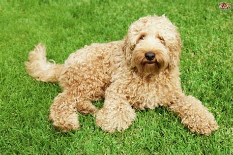 Labradoodle Dog Breed Information, Buying Advice, Photos and Facts | Pets4Homes