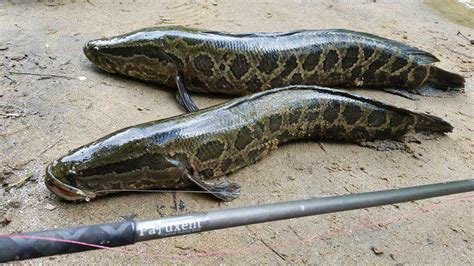 Air-Breathing Snakeheads of Missouri Invasive Predators: The Resilient - USAGlimpse