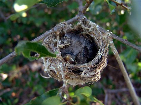 Brown-headed Cowbird in Black-capped Vireo nest | Cowbird ne… | Flickr