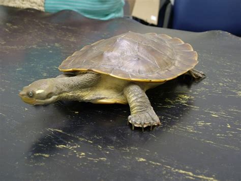 How should I care for my turtles? – RSPCA Knowledgebase