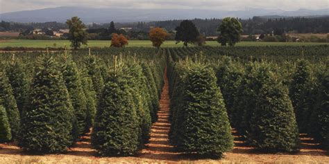 Take a Trip to a Tree Farm to Pick Out This Year's Christmas Tree | Tree farms, Christmas tree ...