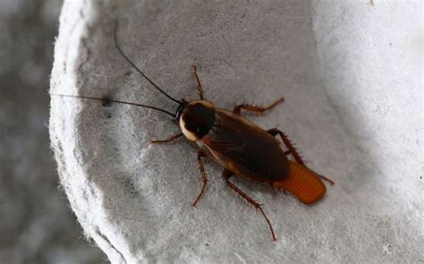 What Do Cockroach Eggs Look Like? - Phenom Pest Control