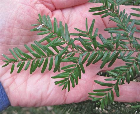 Western Hemlock - Tree Guide UK - Western Hemlock tree identification