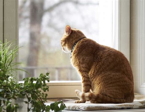 Cat sitting on window sill looking through window stock photo