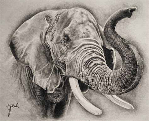 Elephant Sketch by Eriatarka24 on DeviantArt