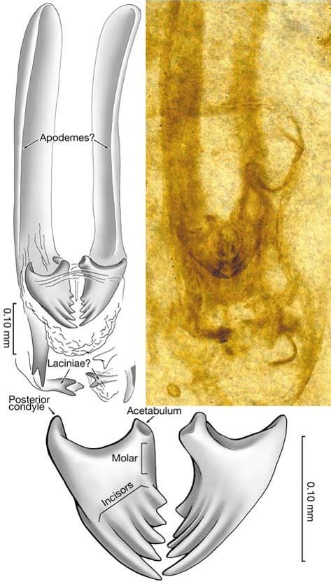 The fossil Rhyniognatha hirsti may be a centipede and not a flying insect. - Elizabeth Murray