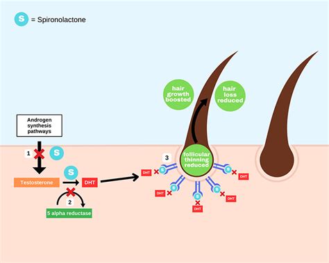 Spironolactone for hair loss - iBeauty.com