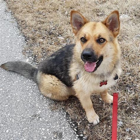 German Shepherd Corgi Mix Breeds - malaynesra